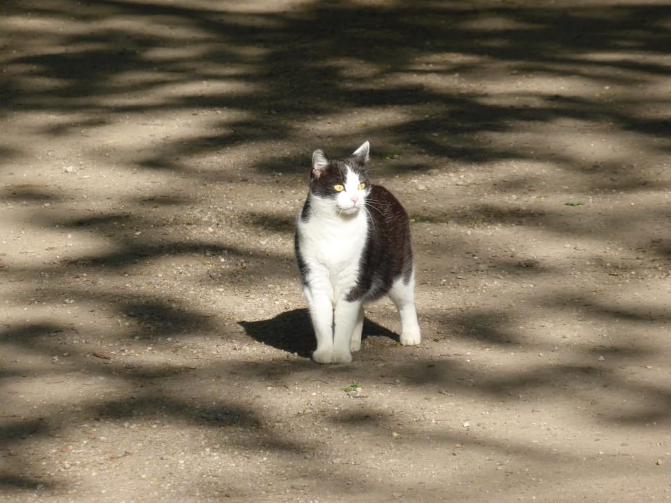 black and white short fur cat on sandy area during daytime preview