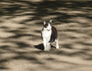 black and white short fur cat on sandy area during daytime thumbnail