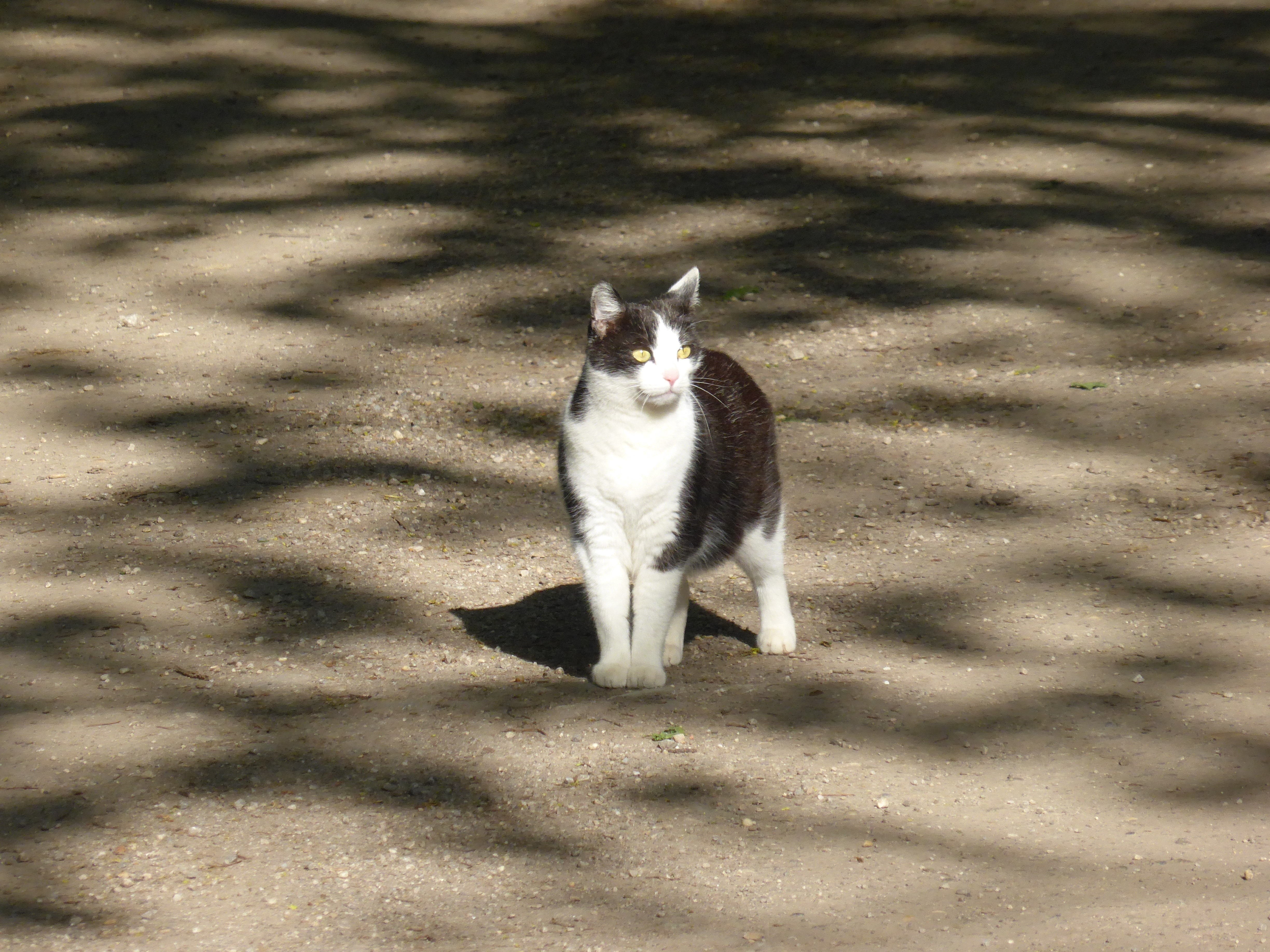 black and white short fur cat on sandy area during daytime