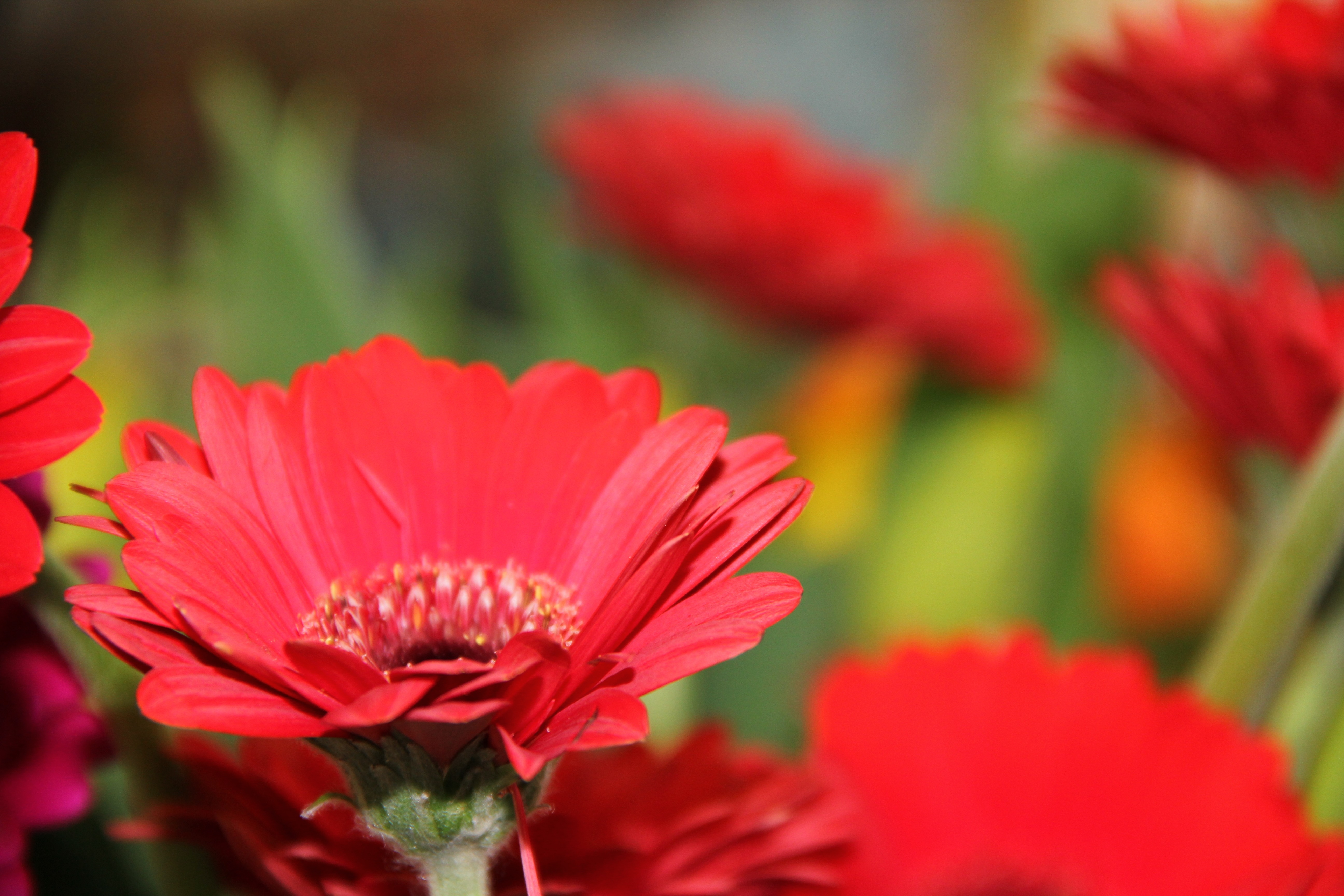 red petal flower