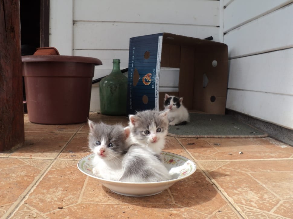 3 white and gray fur kittens preview