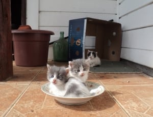 3 white and gray fur kittens thumbnail