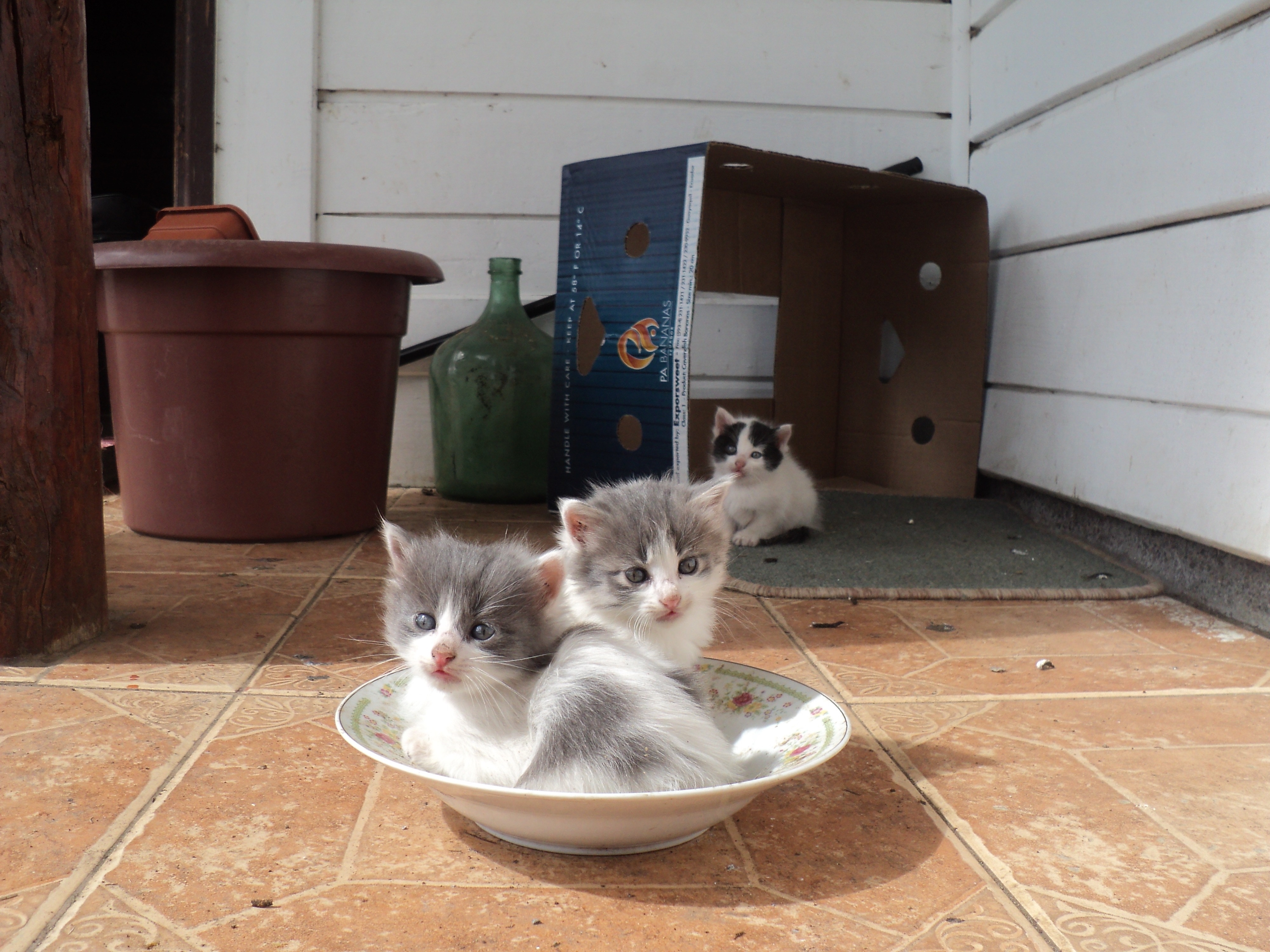 3 white and gray fur kittens