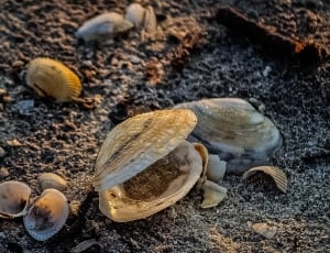 beige clam shells thumbnail