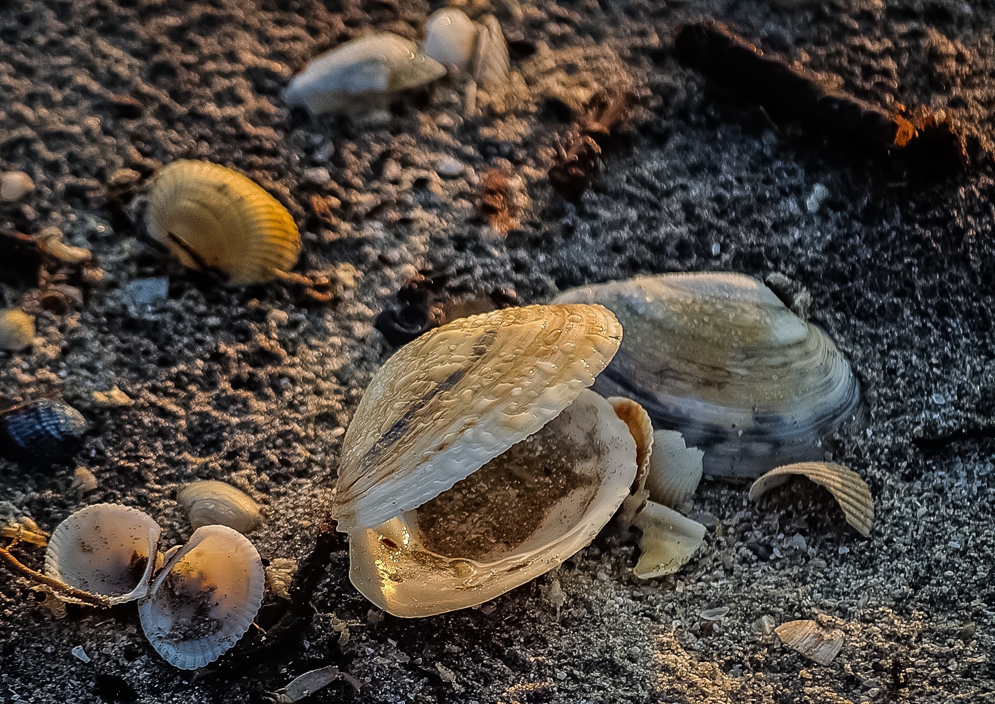 beige clam shells