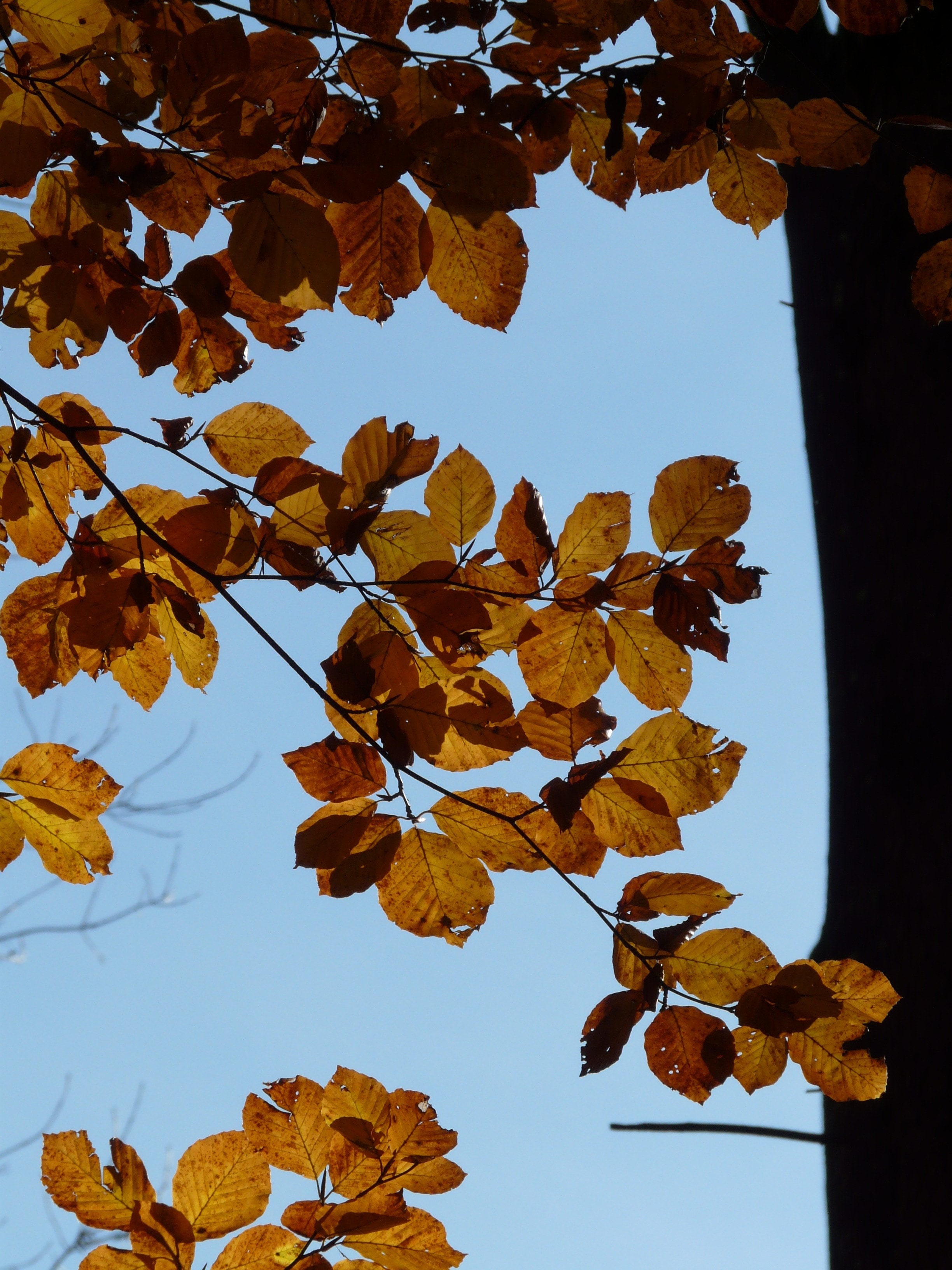 brown leafed tree