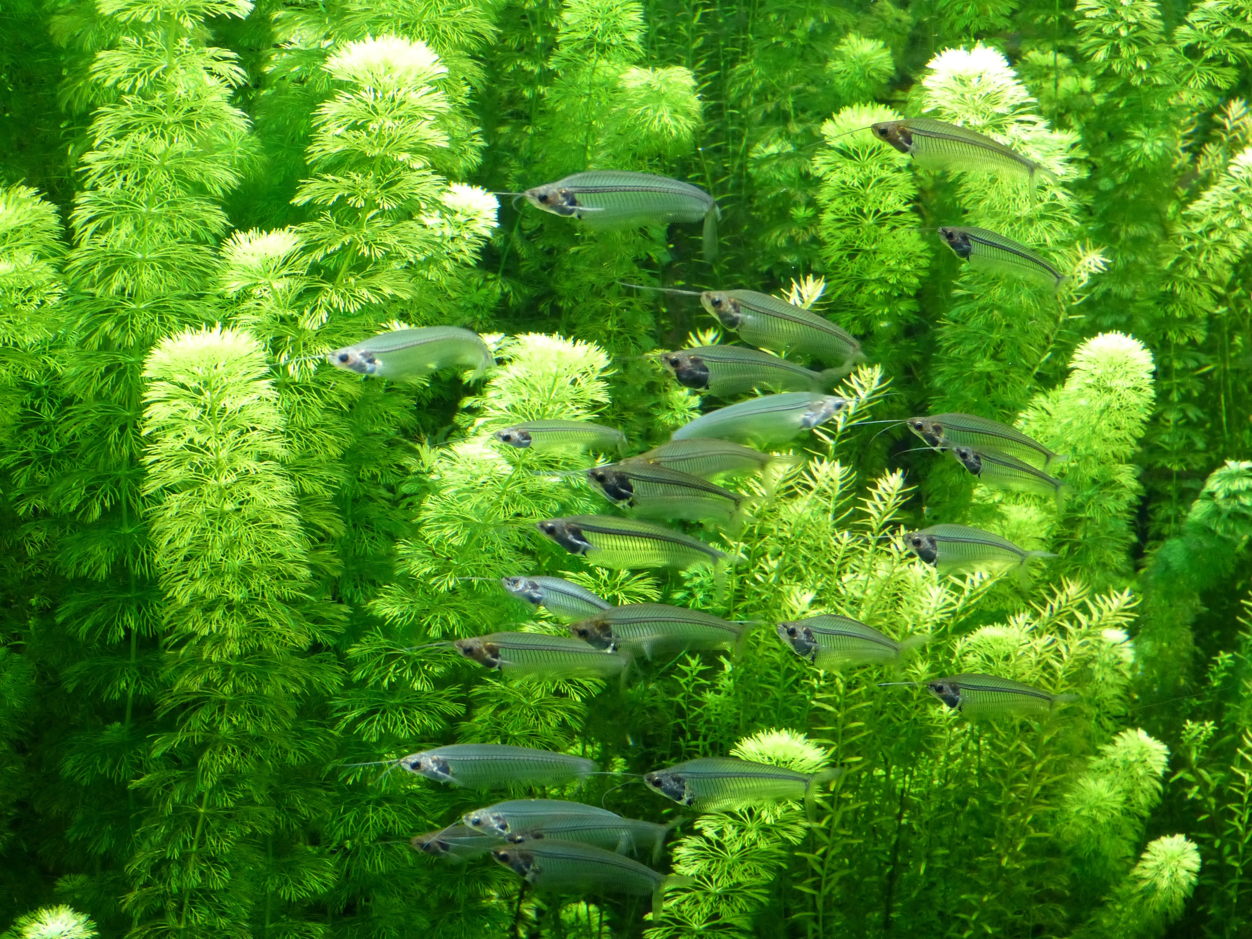 group of fish