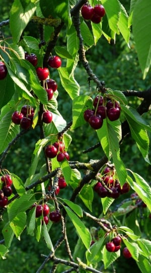 red cherry fruits thumbnail