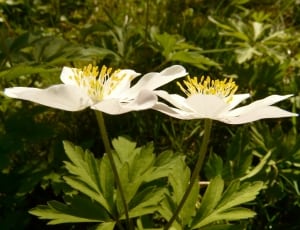 2 white petal flowers thumbnail