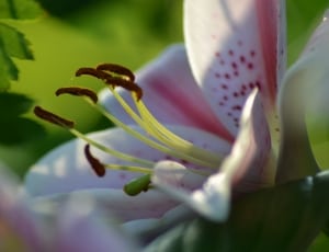 white and petaled flower thumbnail