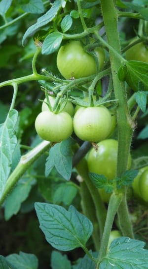 unripe tomatoes thumbnail