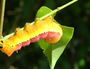 yellow and red caterpillar thumbnail