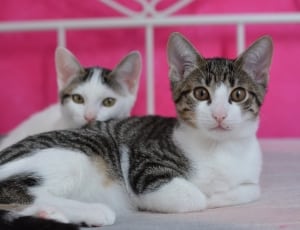 2 black and white short fur kittens thumbnail
