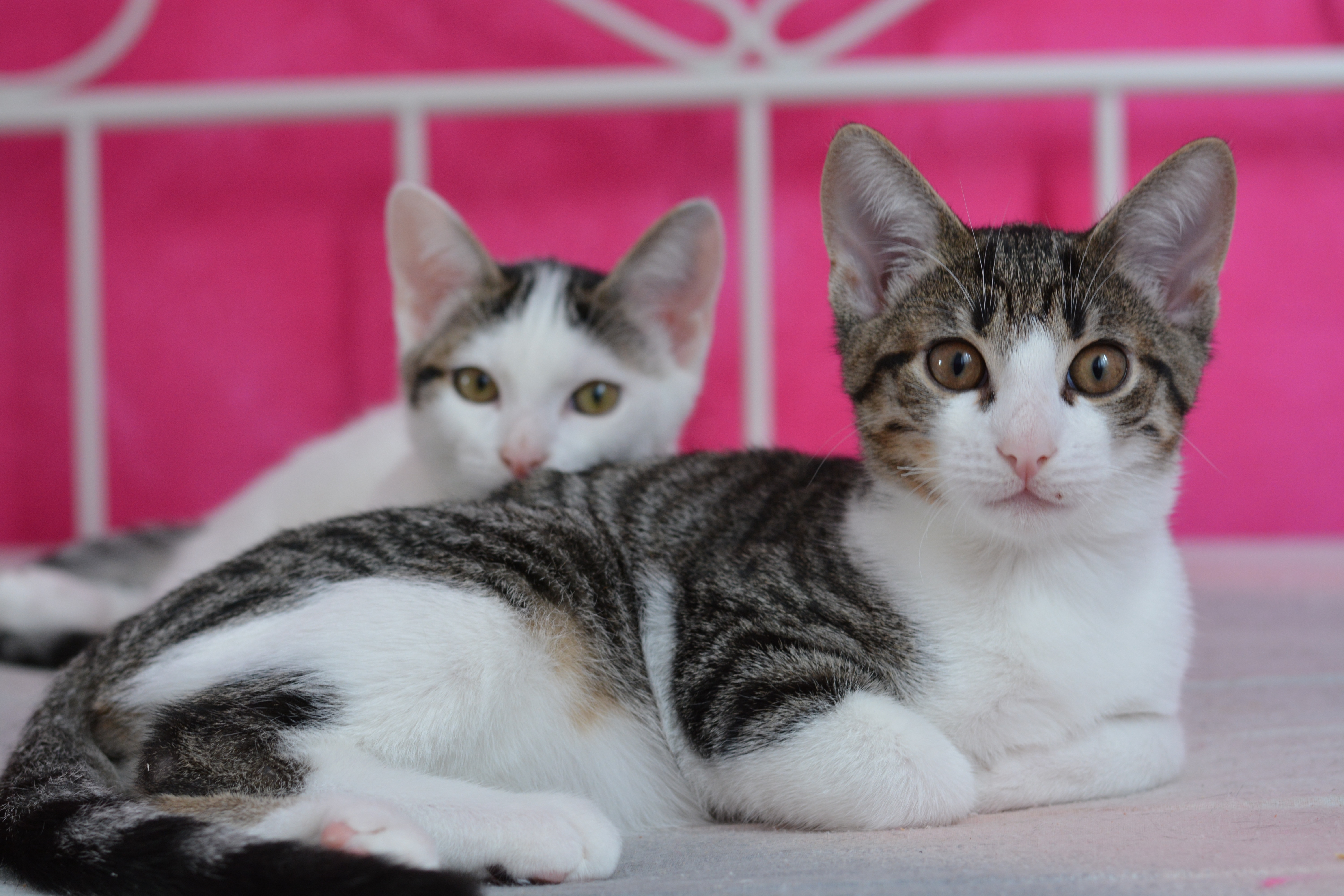 2 black and white short fur kittens