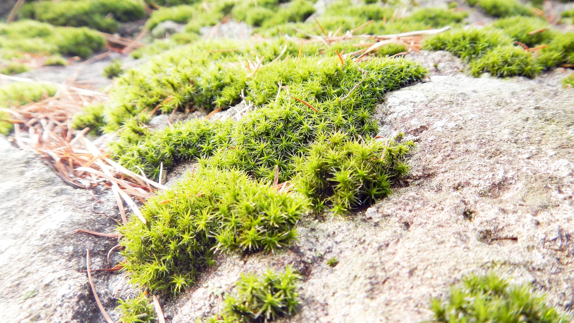green grass on beige stones