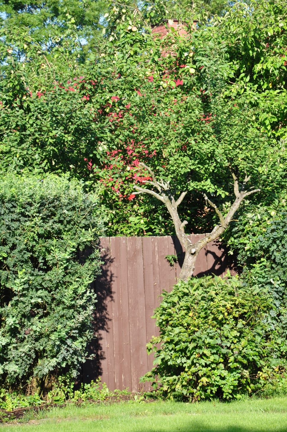 green leaved tree and brown wooden fence preview