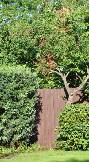 green leaved tree and brown wooden fence thumbnail