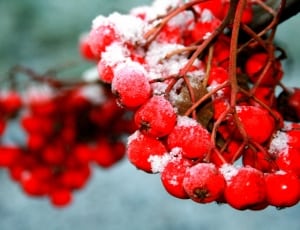red cherry fruit thumbnail