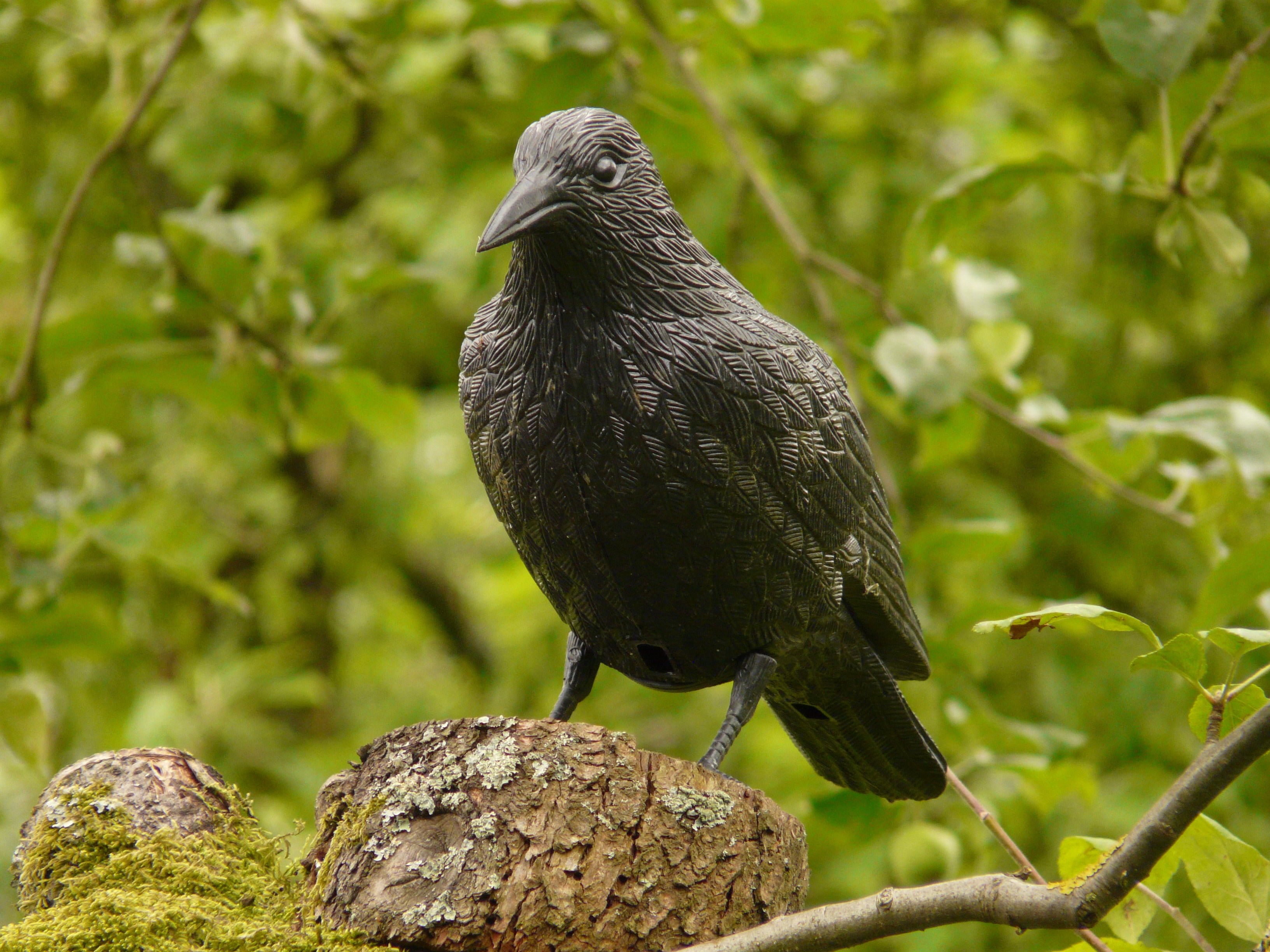 gray bird on brown log