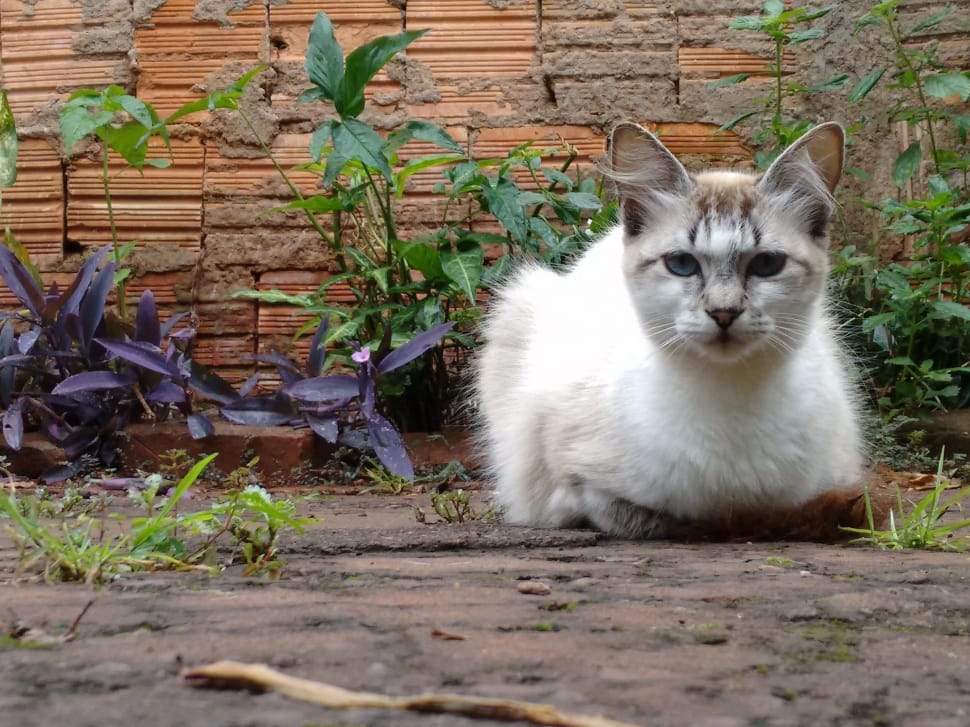 white and brown cat beside green grass preview