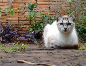 white and brown cat beside green grass thumbnail