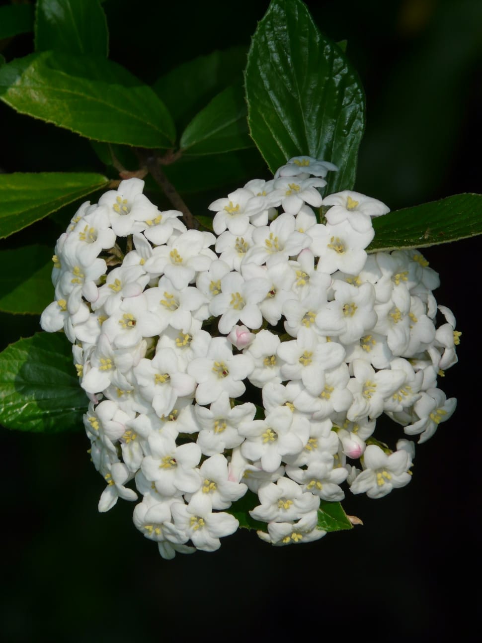 white and yellow ixora preview