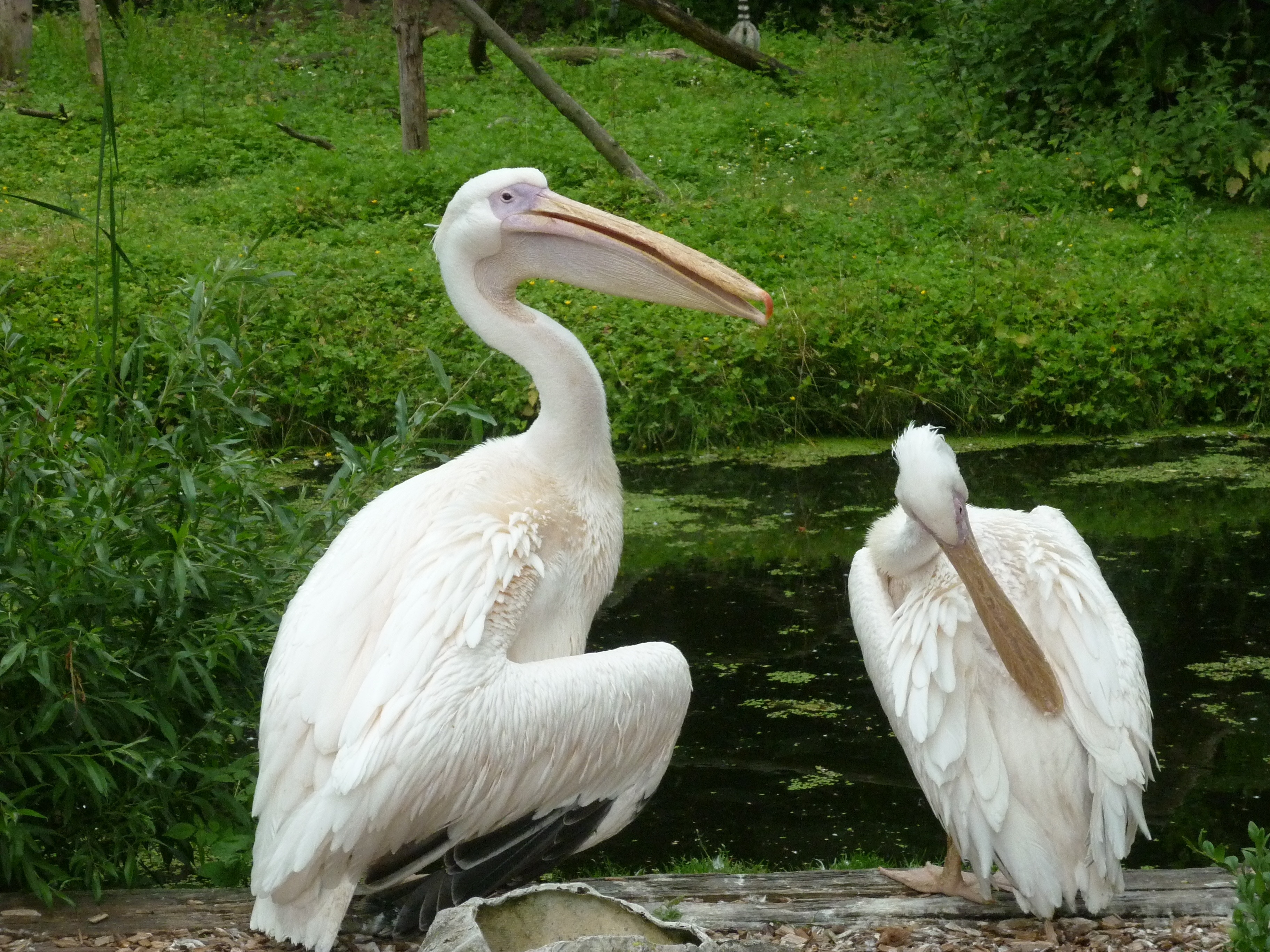 2 pelicans