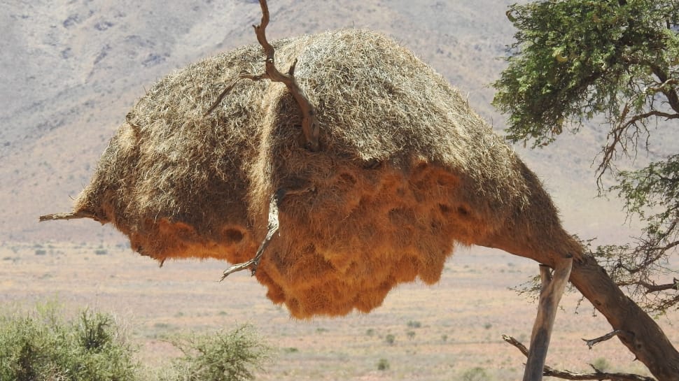 grass hay and trees preview