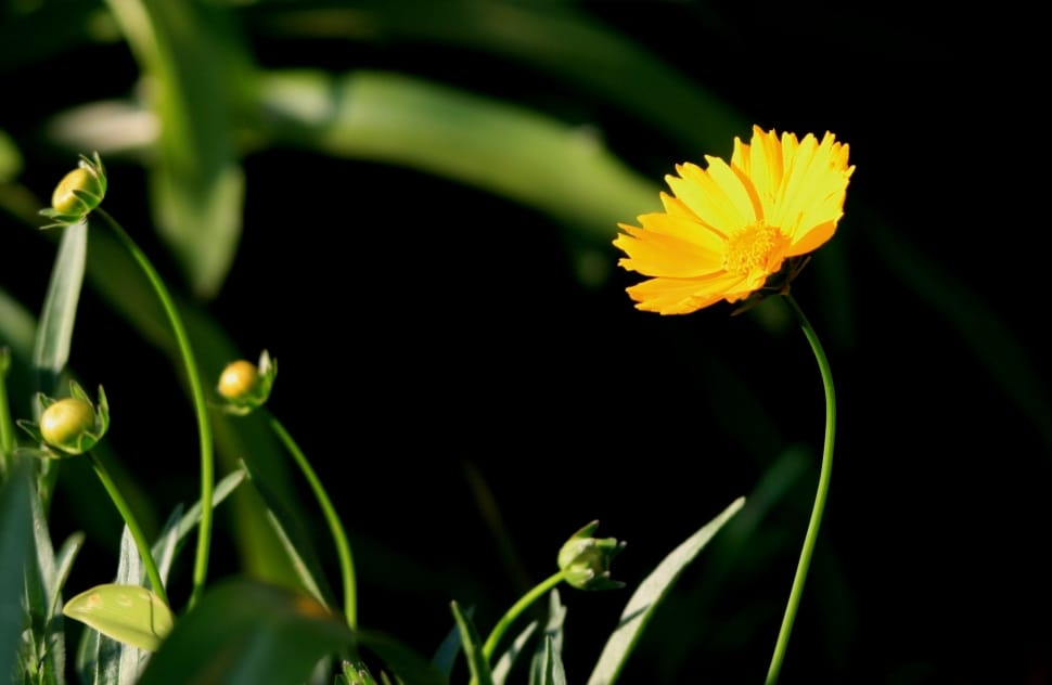 yellow flower on green leaves preview