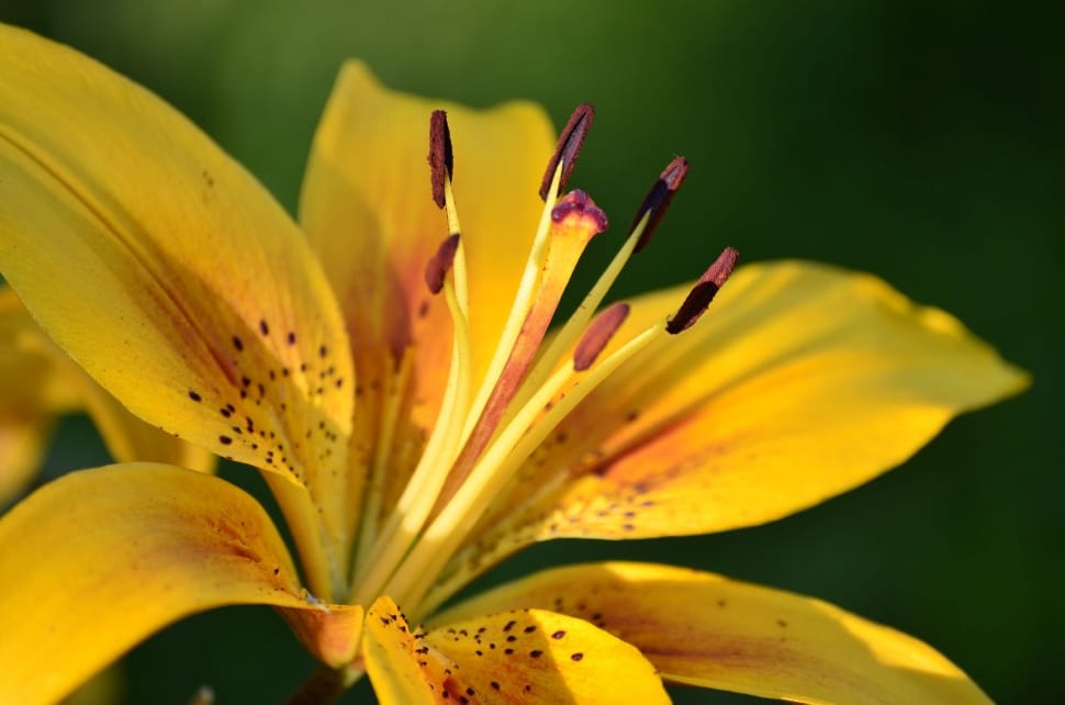yellow lily preview