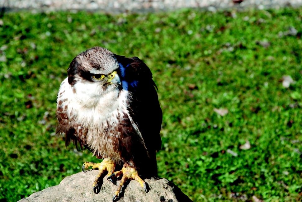 falcon on grey stone near green grass preview