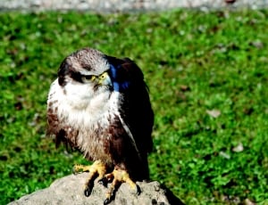 falcon on grey stone near green grass thumbnail