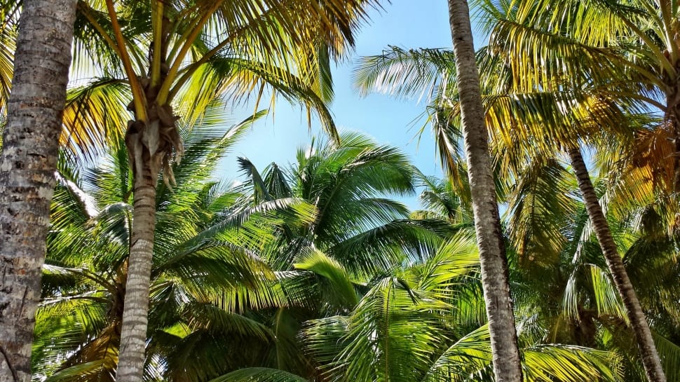 palm trees preview