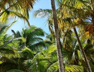 palm trees thumbnail