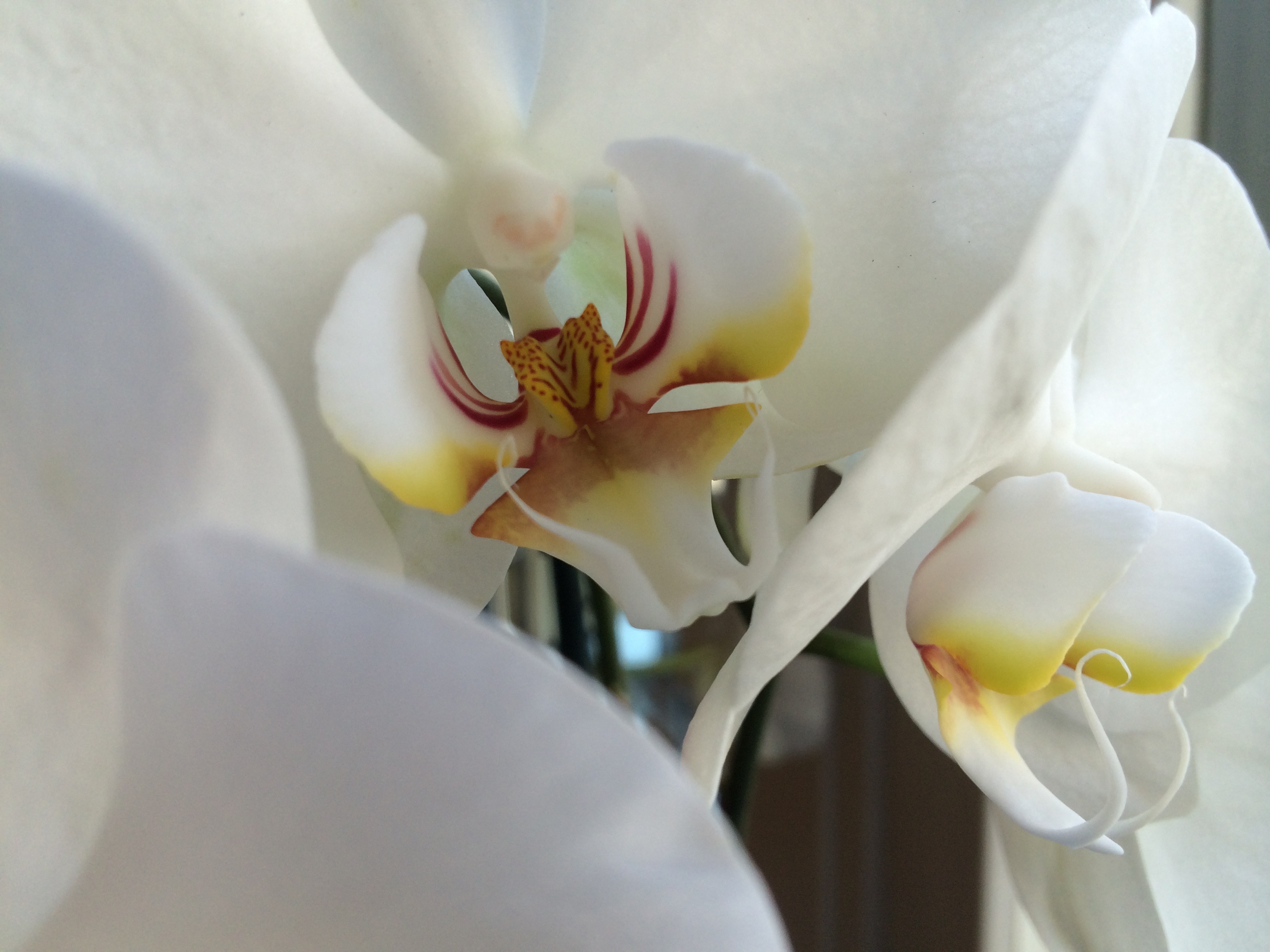 white moth orchid.