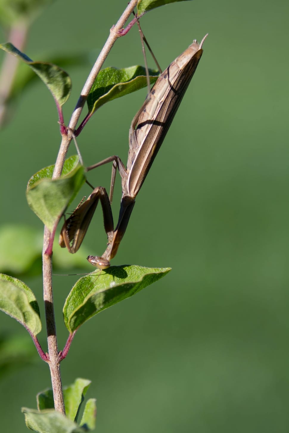 brown praying mantis preview