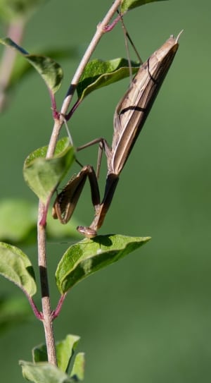 brown praying mantis thumbnail
