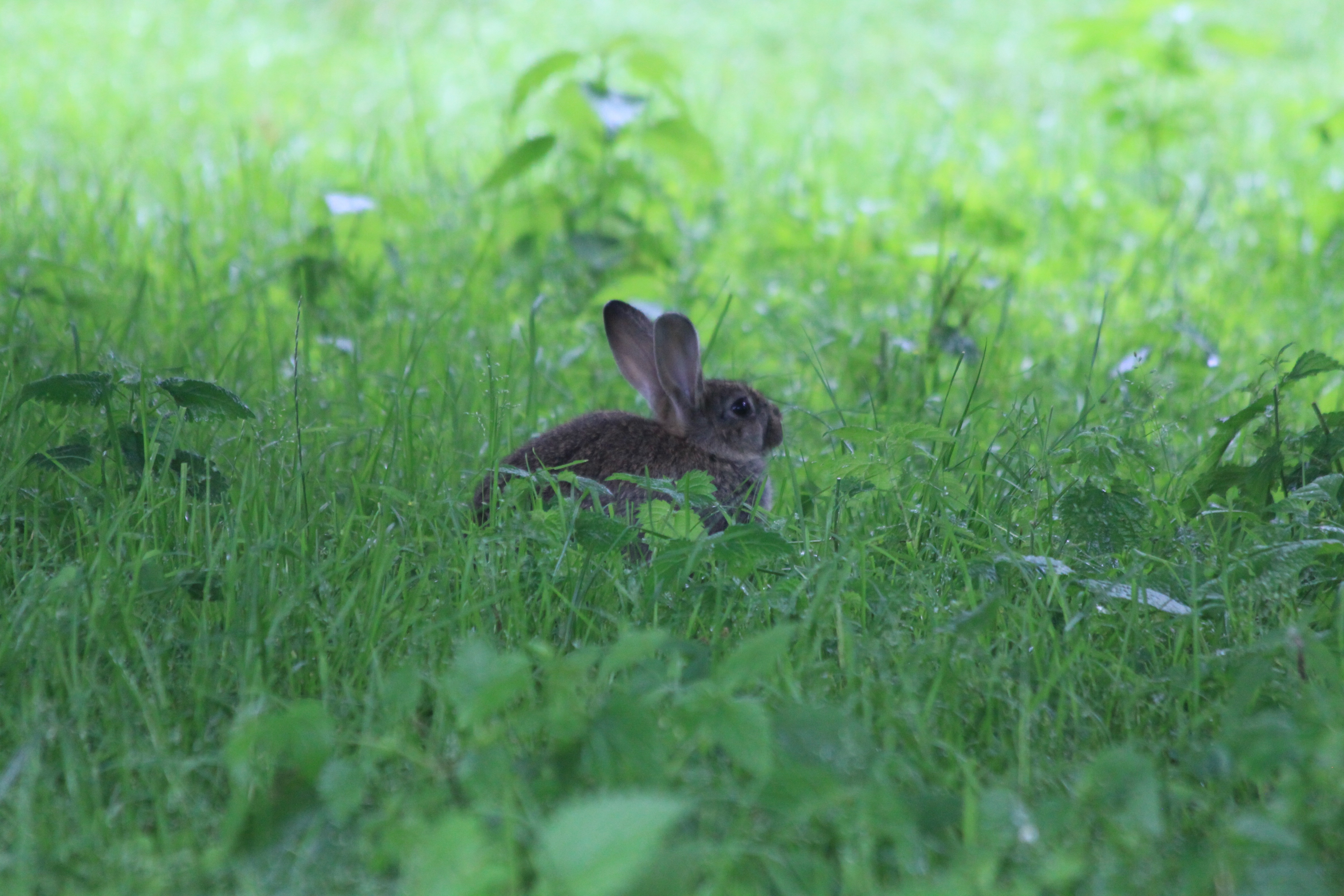 Заяц под кустом