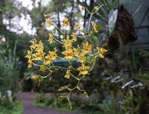yellow oncidium orchid thumbnail