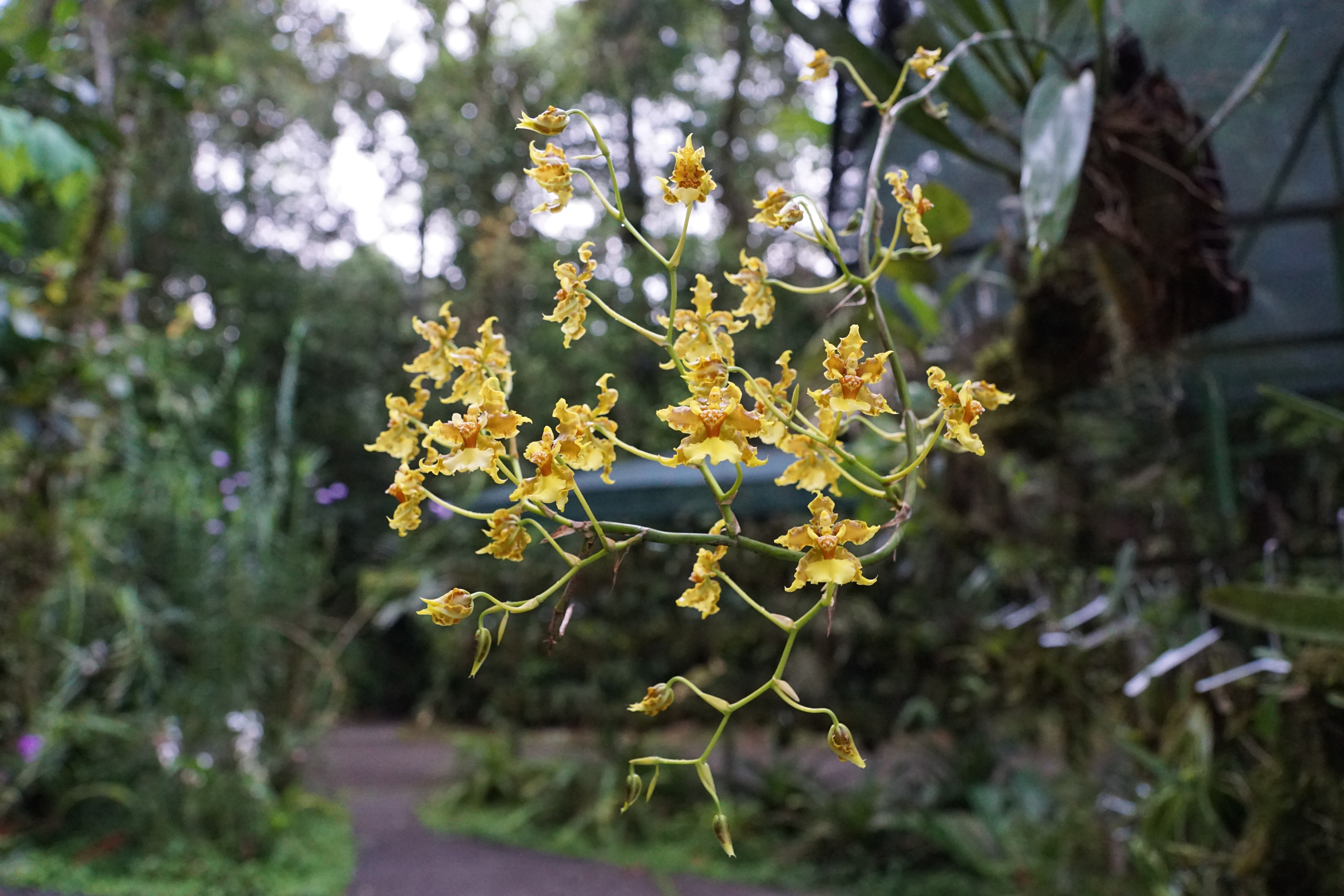 yellow oncidium orchid