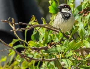 white and black sparrow thumbnail