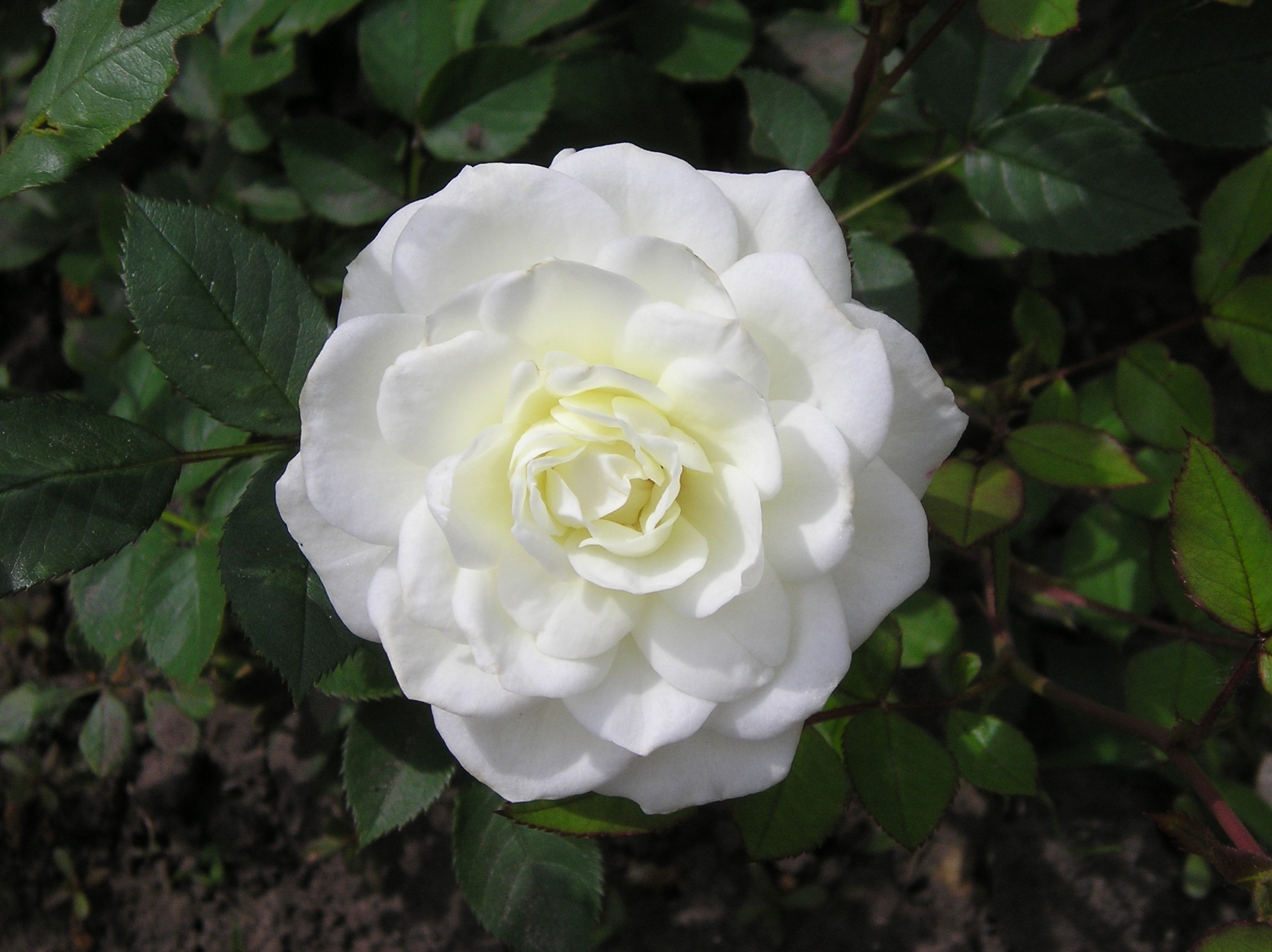 white clustered flower