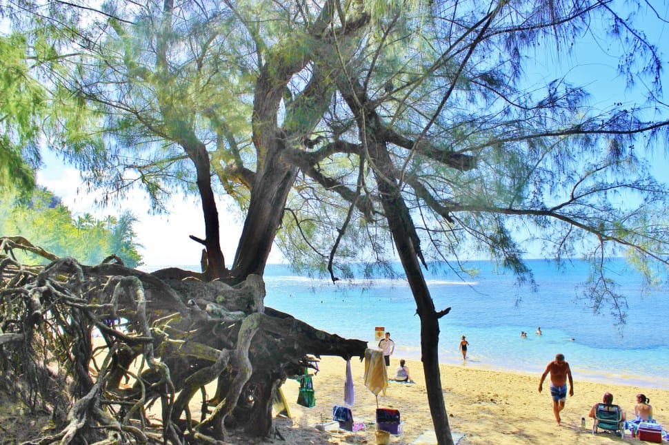 tree near beach preview