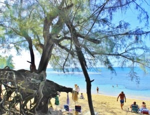 tree near beach thumbnail