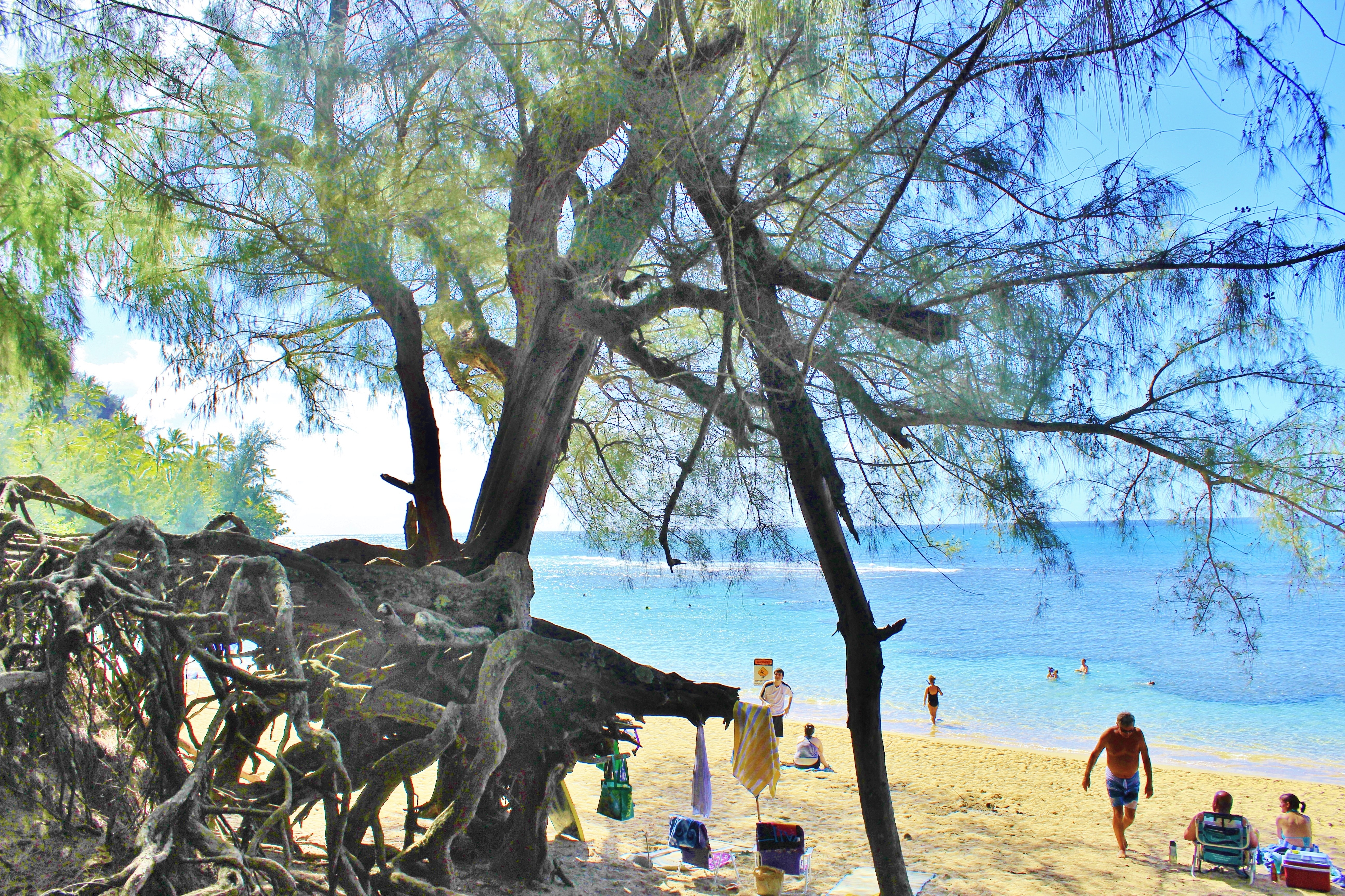 tree near beach