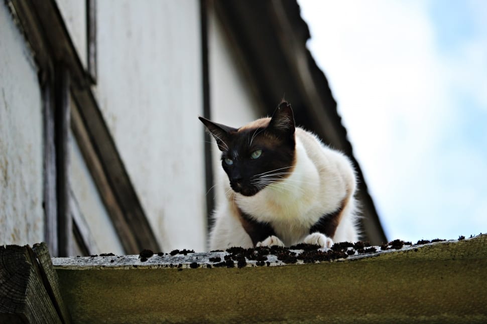 siamese cat preview