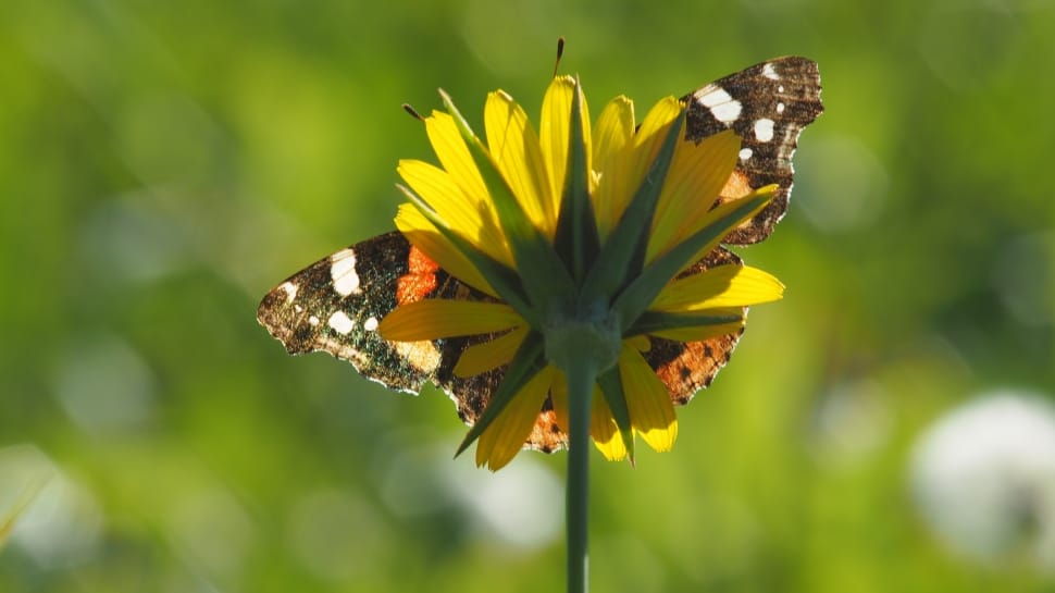 brown and white butterfly and yellow petaled flower preview