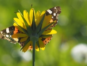 brown and white butterfly and yellow petaled flower thumbnail