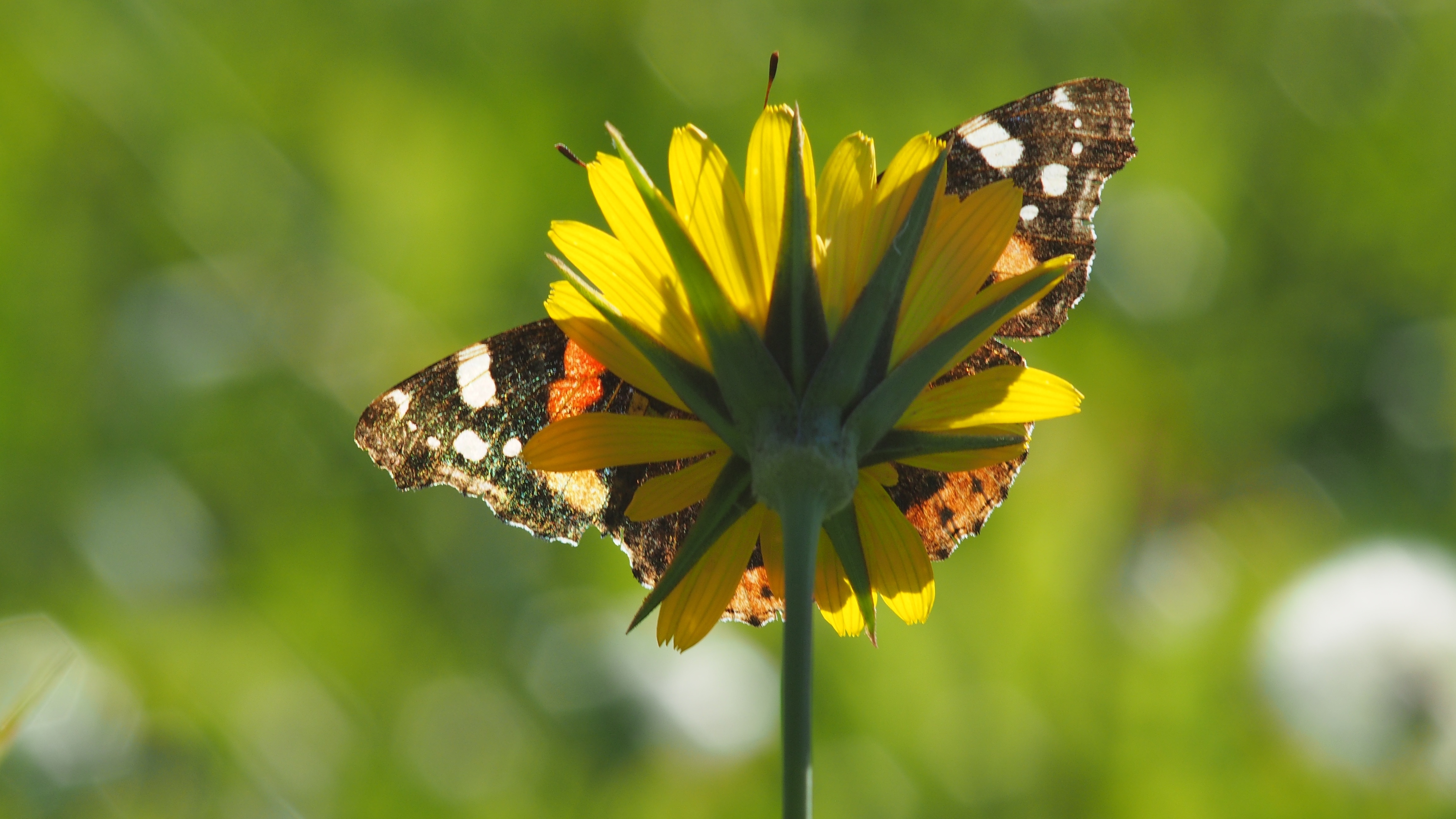 brown and white butterfly and yellow petaled flower