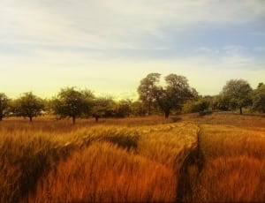 brown and green grass field thumbnail